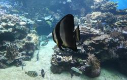Spadefish in the reef aquarium